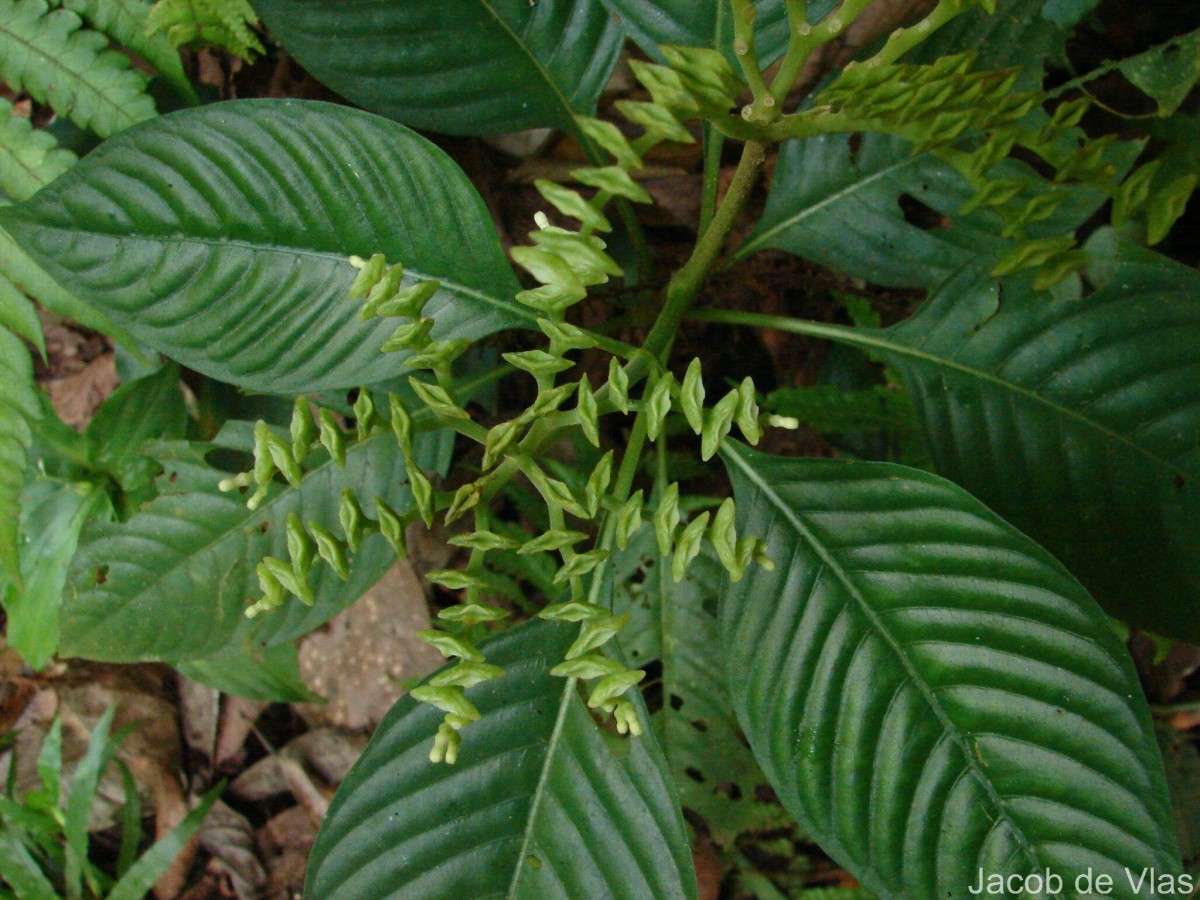 Ophiorrhiza mungos L.